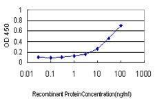 Anti-SHMT1 Mouse Monoclonal Antibody [clone: 4F9]