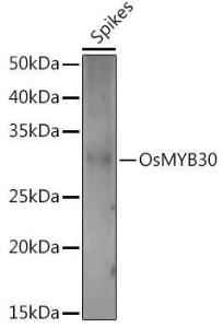 Antibody A309767-100 100 µl