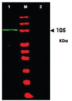 Anti-BACH1 Rabbit Polyclonal Antibody