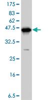 Anti-DKK1 Mouse Polyclonal Antibody