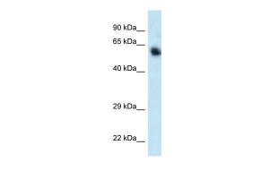 Anti-CAMKK1 Rabbit Polyclonal Antibody