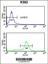 Anti-CDK5RAP1 Rabbit Polyclonal Antibody (AP (Alkaline Phosphatase))