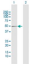 Anti-BRINP1 Rabbit Polyclonal Antibody