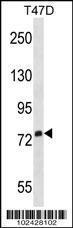 Anti-SIGLEC5 Rabbit Polyclonal Antibody