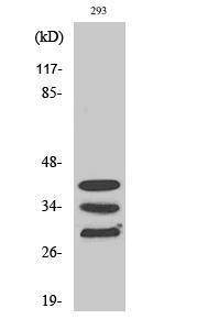 Western blot analysis of COLO205 cells using Anti-hnRNP A1 Antibody