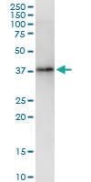 Anti-BRINP1 Rabbit Polyclonal Antibody