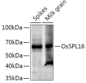 Anti-SPL16 Rabbit Polyclonal Antibody