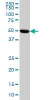 Anti-PRKAR2A Mouse Monoclonal Antibody [clone: 6A9]