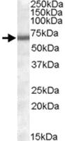 Anti-COL4A3BP Goat Polyclonal Antibody