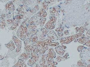 Immunohistochemical analysis of paraffin-embedded human Placenta using Anti-CD34 Antibody