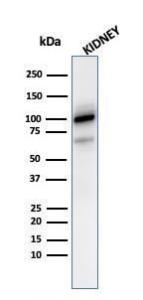 Western blot analysis of kidney tissue lysate using Anti-CD10 Antibody [MME/2590]