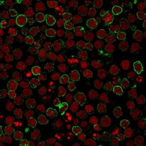 Immunofluorescent analysis of Ramos cells stained with Anti-CD10 Antibody [CB-CALLA] followed by Goat Anti-Mouse IgG (CFand#174; 488) (Green). Nuclei are stained with RedDot