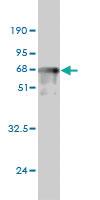 Anti-PRKAB1 Mouse Monoclonal Antibody [clone: 3H12-1A10]