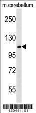 Anti-MBD6 Rabbit Polyclonal Antibody