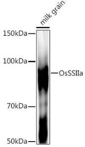 Western blot analysis of extracts of various tissues from the japonica rice (Oryza sativa L