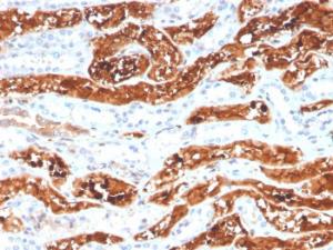 Immunohistochemical analysis of formalin-fixed, paraffin-embedded human kidney using Anti-FGF21 Antibody [FGF21/3691]