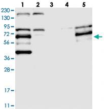 Anti-LRMP Rabbit Polyclonal Antibody