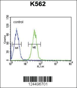 Anti-EFHC2 Rabbit Polyclonal Antibody