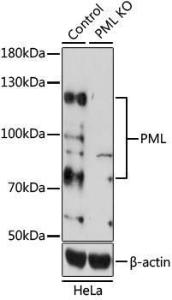 Western blot analysis of extracts from normal (control) and Pml knockout (KO) HeLa cells, using Anti-Pml Protein Antibody (A11424) at 1:1,000 dilution