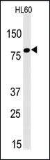 Anti-LEO1 Rabbit Polyclonal Antibody