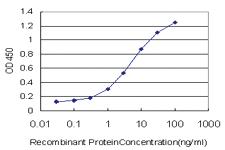 Anti-SMAD3 Mouse Monoclonal Antibody [clone: 7F3]