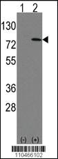 Anti-LEO1 Rabbit Polyclonal Antibody