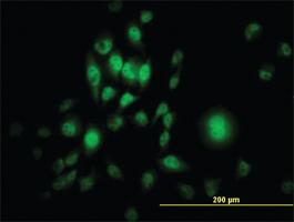 Anti-SP1 Mouse Monoclonal Antibody [clone: 4C8]