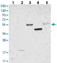 Anti-LILRB5 Rabbit Polyclonal Antibody