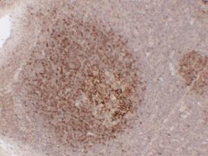 Immunohistochemical analysis of paraffin-embedded human Tonsil using Anti-CD23 Antibody