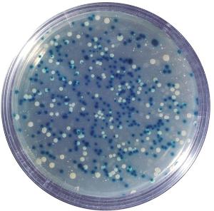 Kits d'expérimentation, clonage bleu/blanc d'un fragment d'ADN et dosage de la ß-galactosidase