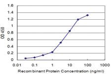 Anti-DBP Mouse Monoclonal Antibody [clone: 3A6]