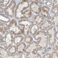 Anti-LILRB5 Rabbit Polyclonal Antibody