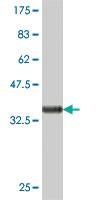 Anti-TOR2A Mouse Polyclonal Antibody