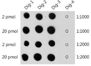 Anti-Digoxin Antibody (A309774) was tested in dot blot against digoxin labelled oligonucleotide (Dig-1, Dig-2 and Dig-3) and unlabelled oligonucleotide (Dig-4