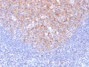 Immunohistochemical analysis of formalin-fixed, paraffin-embedded human tonsil using Anti-TAPA1 Antibody [1.3.3.22]