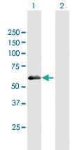 Anti-PDZD7 Mouse Polyclonal Antibody