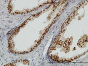 Anti-FOXA1 Mouse Monoclonal Antibody [clone: 3C1]