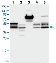 Anti-FAM53B Rabbit Polyclonal Antibody