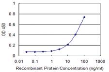 Anti-KLF10 Mouse Monoclonal Antibody [clone: 2E7]