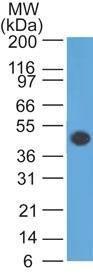 Western blot analysis of human brain tissue lysate using Anti-GFAP Antibody [GA-5]