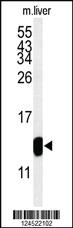 Anti-TMIE Rabbit Polyclonal Antibody