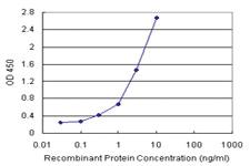 Anti-FGF12 Antibody Pair