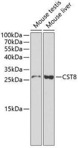 Anti-CST8 Rabbit Polyclonal Antibody