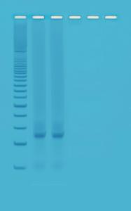 Kit d'expérimentation, PCR rapide