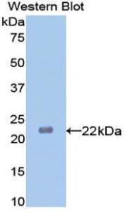 Anti-Neuraminidase Mouse Monoclonal Antibody