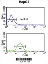 Anti-KCNH7 Rabbit Polyclonal Antibody