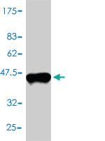 Anti-TXN Mouse Polyclonal Antibody