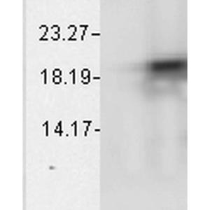 Anti-alpha B Crystallin antibody