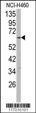 Anti-MAS1 Rabbit Polyclonal Antibody