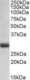 Anti-FGF5 Goat Polyclonal Antibody